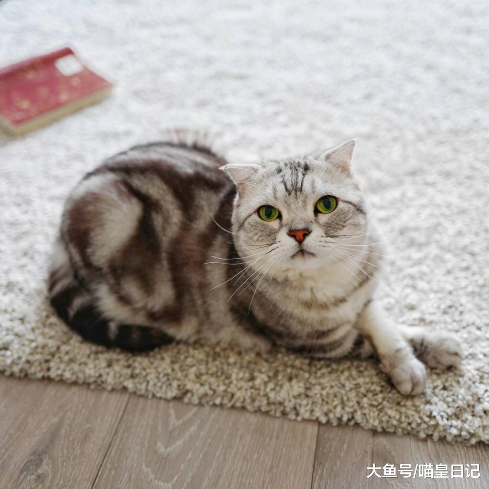 喵星人的四种打招呼方式，最后一种让我完全没有抵抗力！