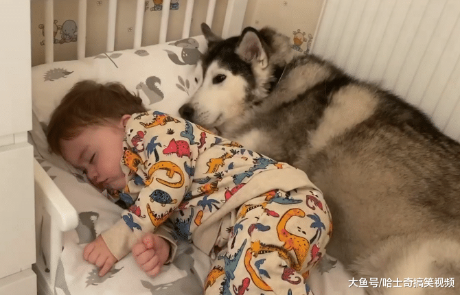 二哈突然不见了，结果却在婴儿床找到，明白原因后有点扎心