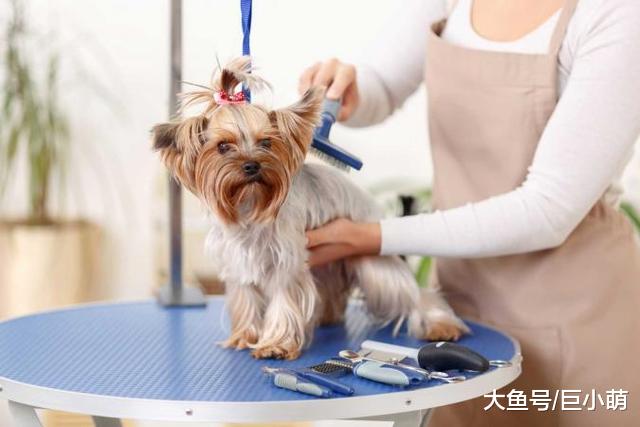 定期对狗狗进行毛发护理，对它的健康很重要，原因有以下5点