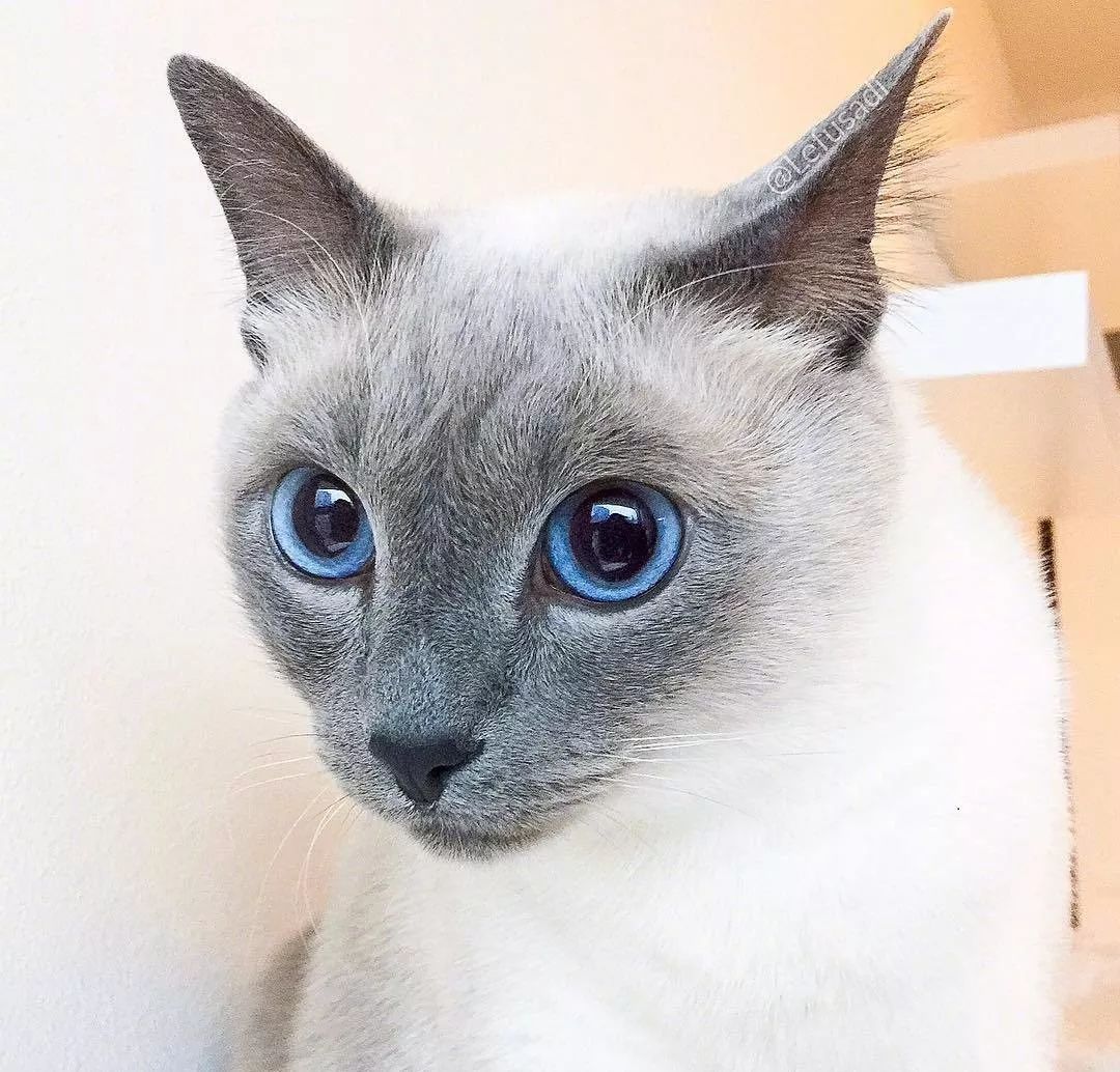 这只戴美瞳的大眼猫，看一眼就沦陷了