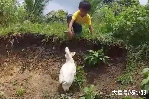 我们被捡鞋的鸭子骗了，鸭子不帮忙反攻击男孩，真相让人大跌眼镜