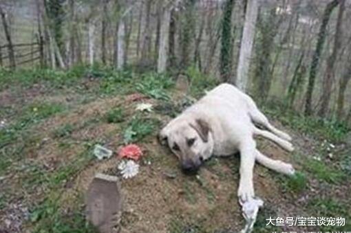 狗狗每天定时出门，定时回家，家人跟踪后感动的哭了