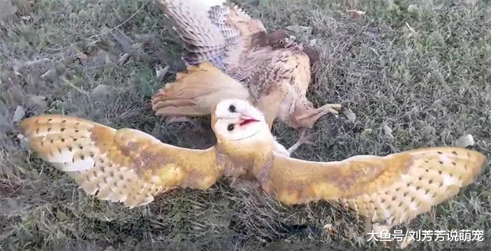 小伙养猫头鹰当宠物，这天看它抓到的猎物，小伙都愣住了！