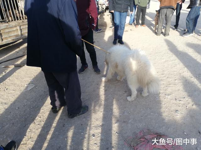 老人肉狗区域买下一只萨摩耶, 并表示“这狗挺好看, 吃了可惜! ”