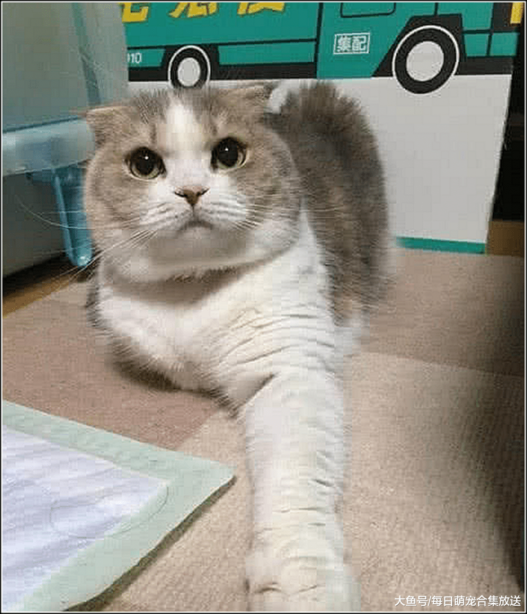 女主说要把猫咪卖掉，猫咪委屈的伸出猫掌，低头看清后笑喷了