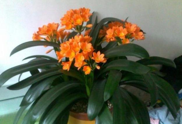 种植君子兰只需做好这两大要点，植株壮，开花早，开花多
