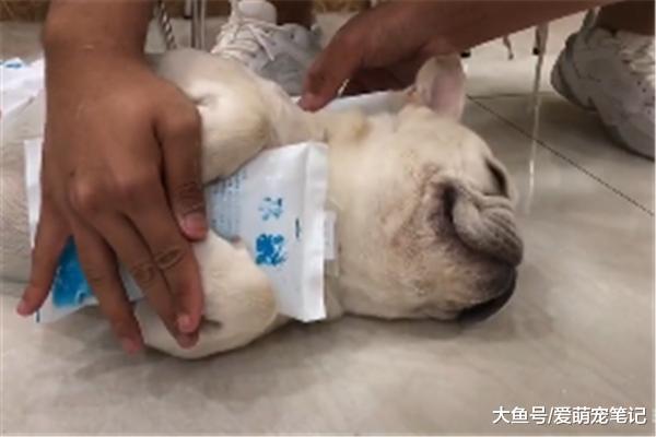 法斗贪玩后中暑，结果因敷冰袋而走红，狗狗：我真是太难了