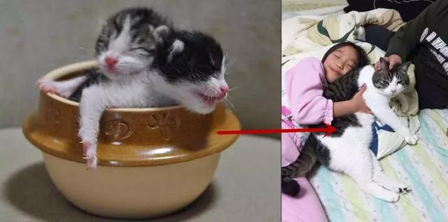 日本网友集体晒自家猫咪成长照……岁月是把杀猫刀啊