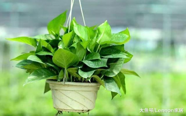 家里潮湿霉味重对身体不好，教你养这4种植物，越住越舒服