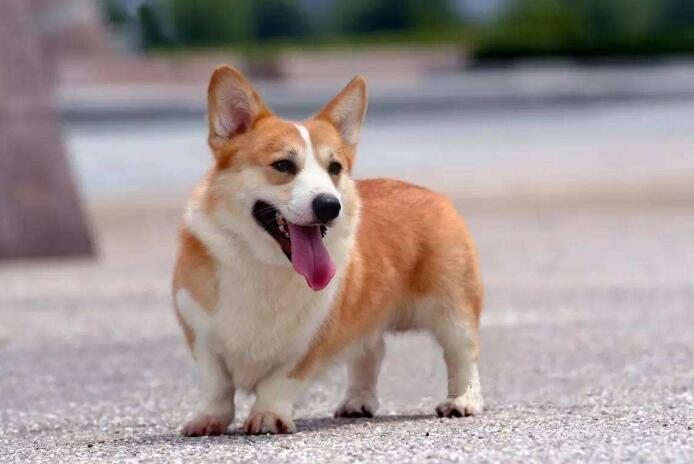 解读“卡迪根威尔士柯基犬”，短腿的它却是名副其实的放牧犬