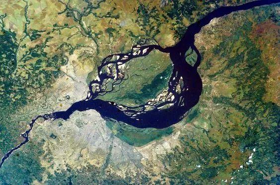 在本土没对手, 鳄鱼见了躲着游的鱼, 被吃成了濒危物种