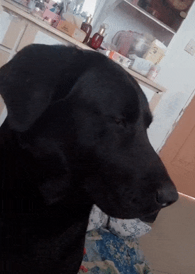 大黑狗貪玩掙脫脖套，主人把狗拖回家，狗子的舉動讓人哭笑不得…