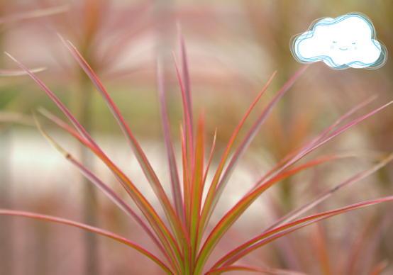 为什么别人家的千年木都那么好看，你家的就不是？这几点你做到了吗