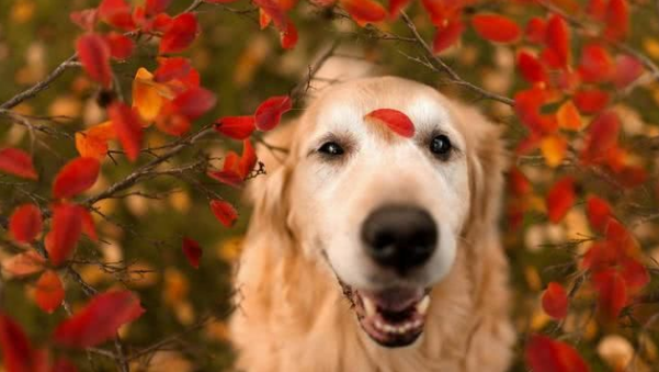 狗狗冬天才皮肤干燥？可能是严重疾病引起的