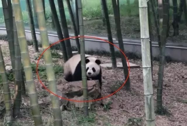 熊猫：只要我假装受惊，那个家伙就会被击毙，小样儿！