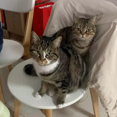 养了两只狸花猫，老公气得面红耳赤，如今却把猫猫当成亲生闺女