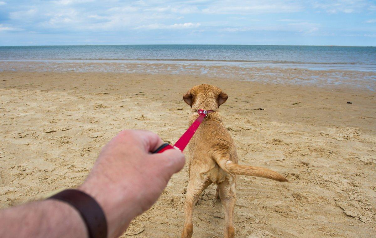 不知道吧? 遛狗也讲究科学方法, 那你知道哪样遛狗最“伤狗”吗?
