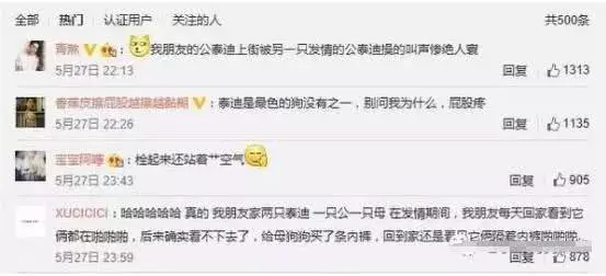 泰迪为啥要日天日地日万物，背后的原因却让人心酸...