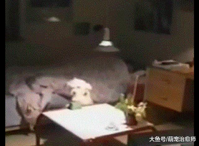 网友定闹铃要早起，结果第二天还是迟到了，原来是被狗给关掉了！