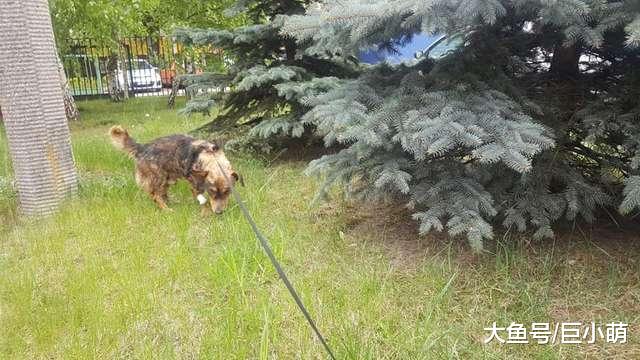 狗狗被沥青粘住暴晒，半边脸差点毁容，多亏了附近的工人