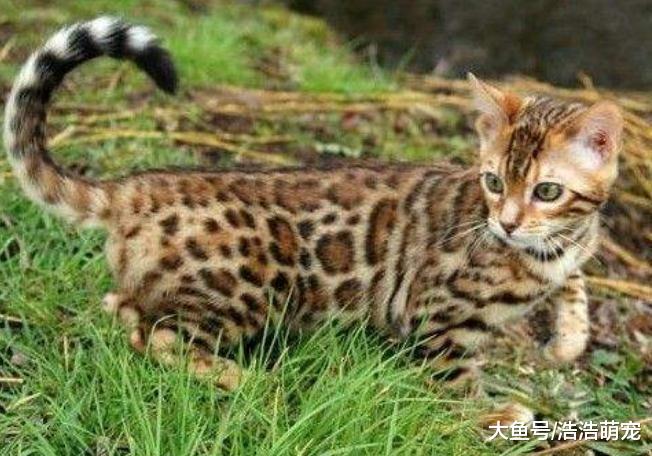 价格特别高的5种猫咪，尤其是第5种，它的价格堪比小汽车