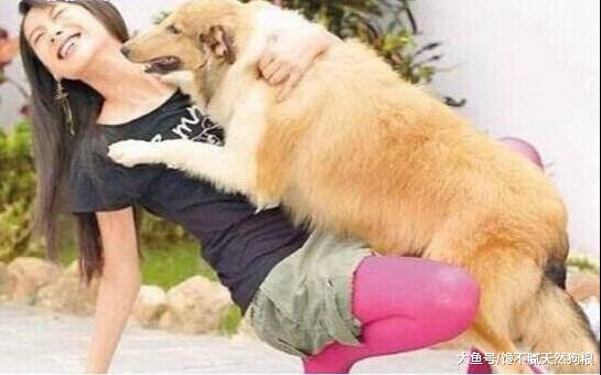 狗狗看到宠主回家，会格外的热情，除了是因为爱还有什么呢？