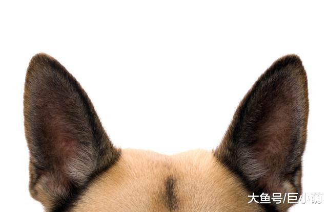 狗狗的耳朵容易受感染，主人要定期帮忙清理，垂耳犬种更要注意