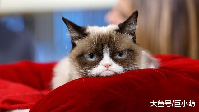 世界级网红臭脸猫病逝，离开时仅7岁，曾用表情逗乐上百万人