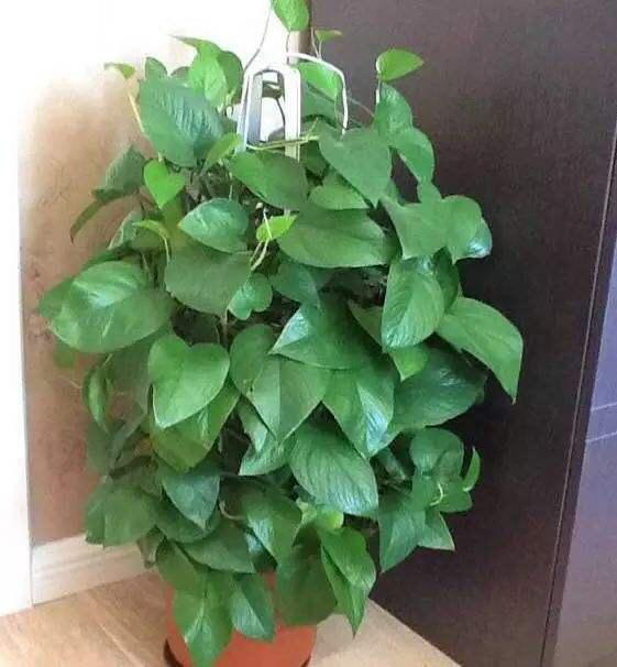 一盆绿萝，枝条剪成10节，一节扦插一棵，一棵变多棵，绿油油！