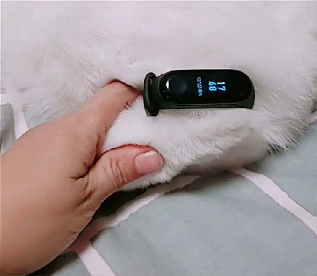 主人给猫咪戴运动手环, 一天只走四十多步, 猫: 我在家睡了一天…