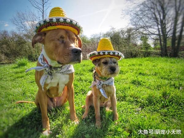 汪自愿当导盲犬，无悔守护瞎眼的好朋友：没有它的地方我不去