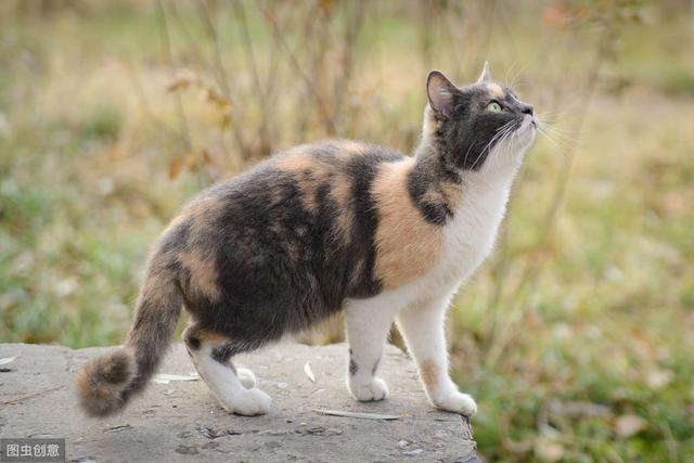 猫群中也有出主意的猫，大多曾生活在人家中，会深度影响其他猫