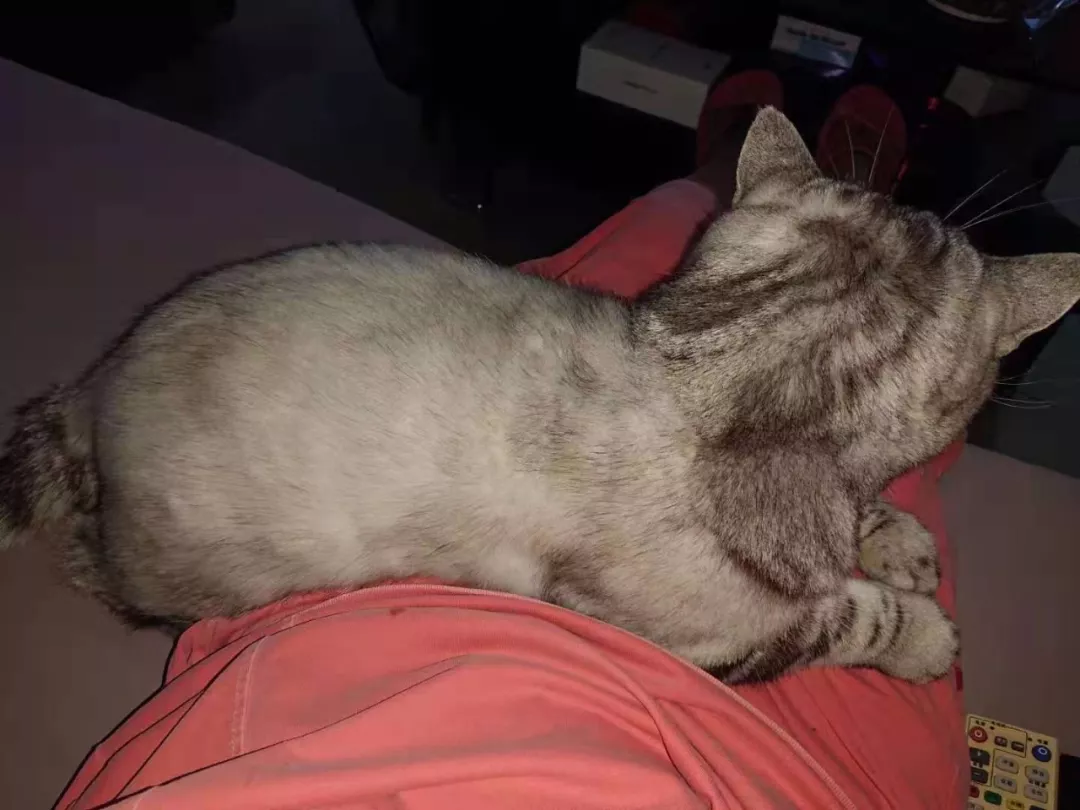 大头猫咪天生爱吃醋，一早起身就霸占主人的大腿不让另外两只猫咪靠近