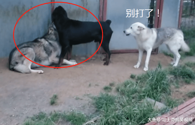 狼犬“夫妻”收养了3只小狗，长大后却悲剧了，被对方碾压