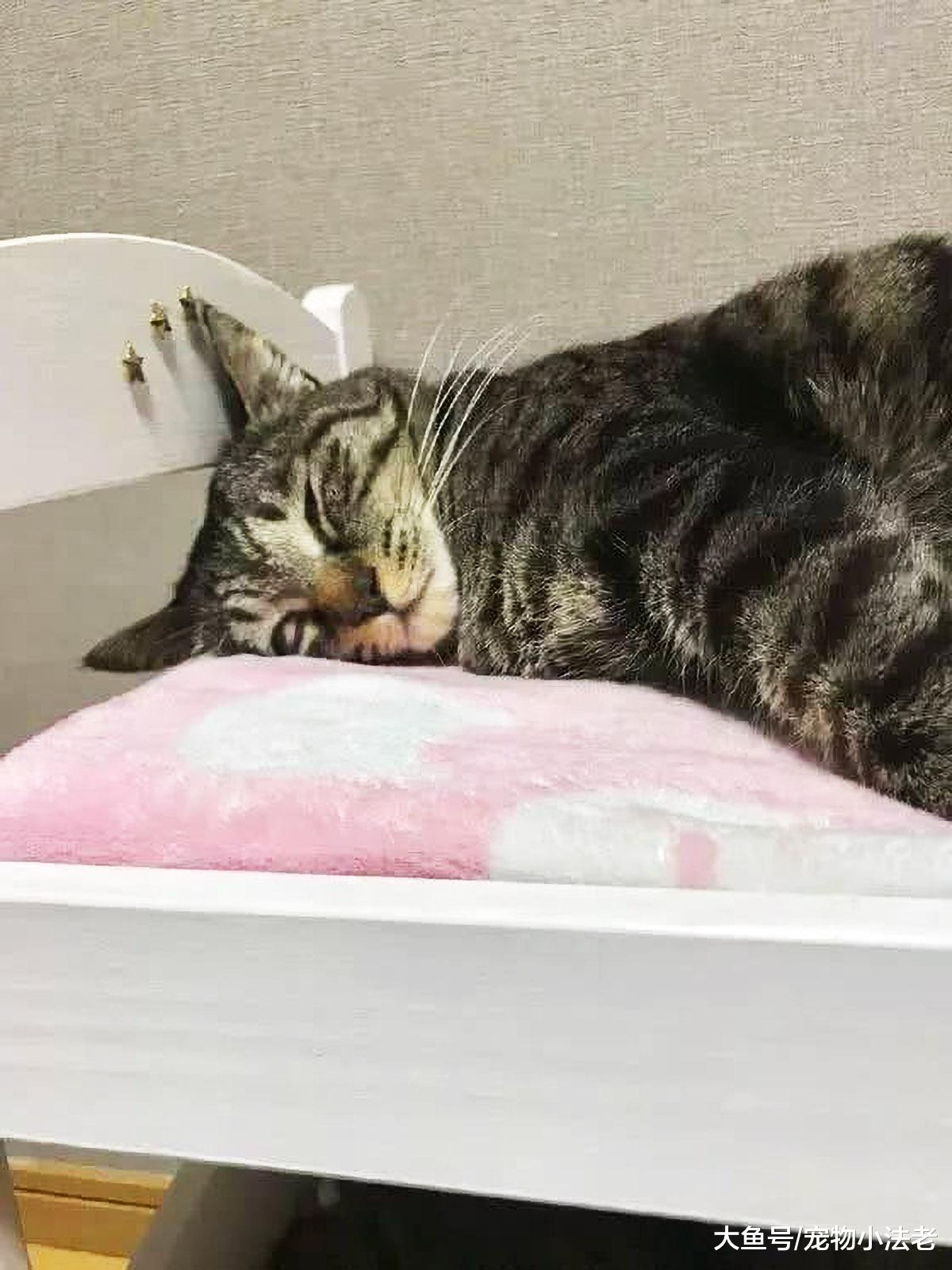 铲屎官帮两只猫买了双层床，看见后直接冲上去，那表情也太舒服了