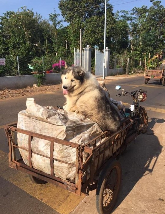 哈士奇跟大叔一起捡破烂，还帮忙看三轮车，其实它也是捡来的！