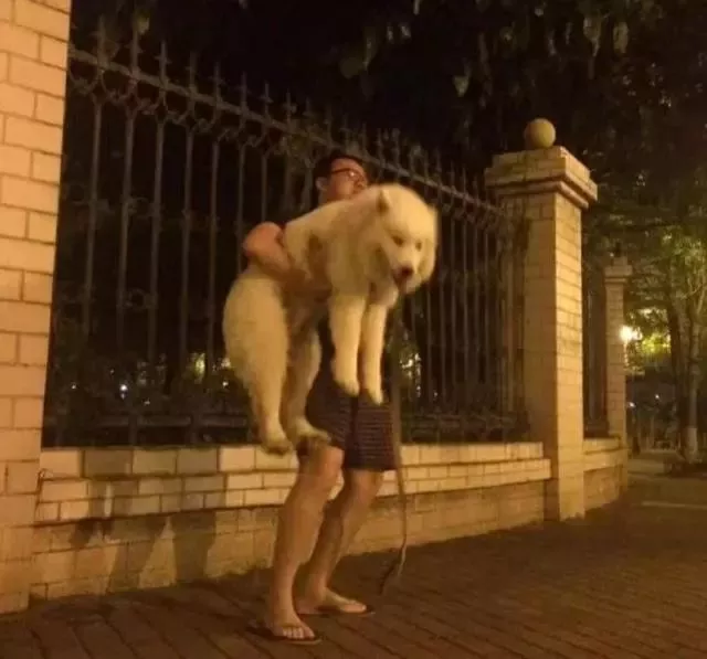 把狗遛累了是种啥体验？是人遛狗还是狗遛人，简直傻傻分不清楚