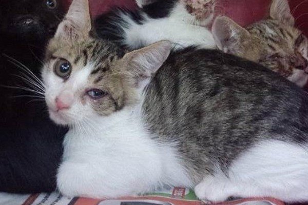 流浪小猫见人就抱大腿，抱了3年，终于遇到了她……