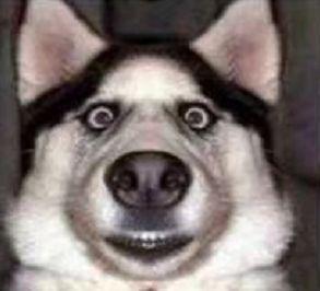 听说装饰是装修公司表情图，哈哈哈~~真的吗？