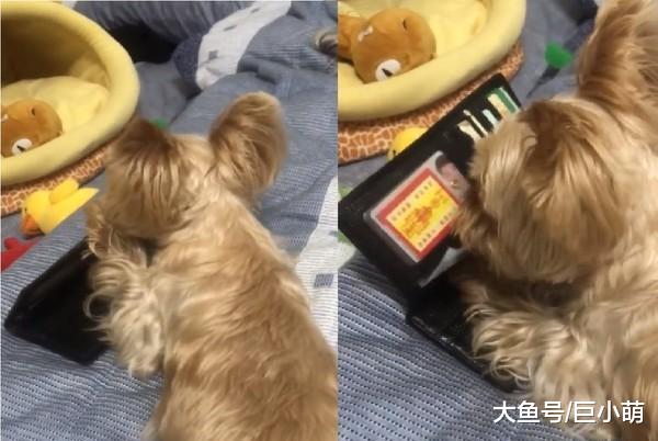 狗狗从小就拜金，经常偷主人钱包，拿主人的钱还要凶主人！
