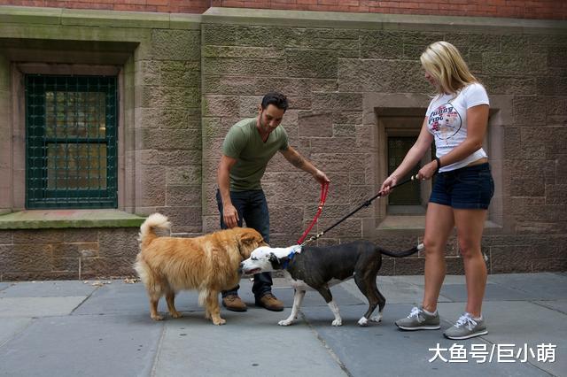 家里的狗狗喜欢社交，但却只喜欢部分狗狗，可能是这五个原因作祟