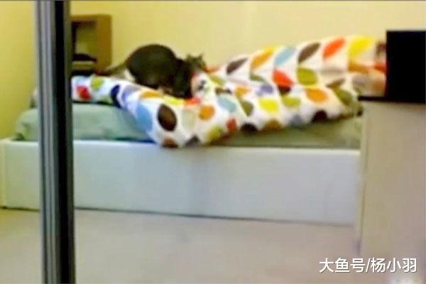 猫咪也懂怜香惜玉, 叫美女起床柔情似水, 叫男子起床简单粗暴