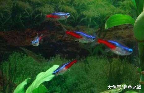 水温22度，可以直接购买小型热带鱼了吗，会不会得白点病？