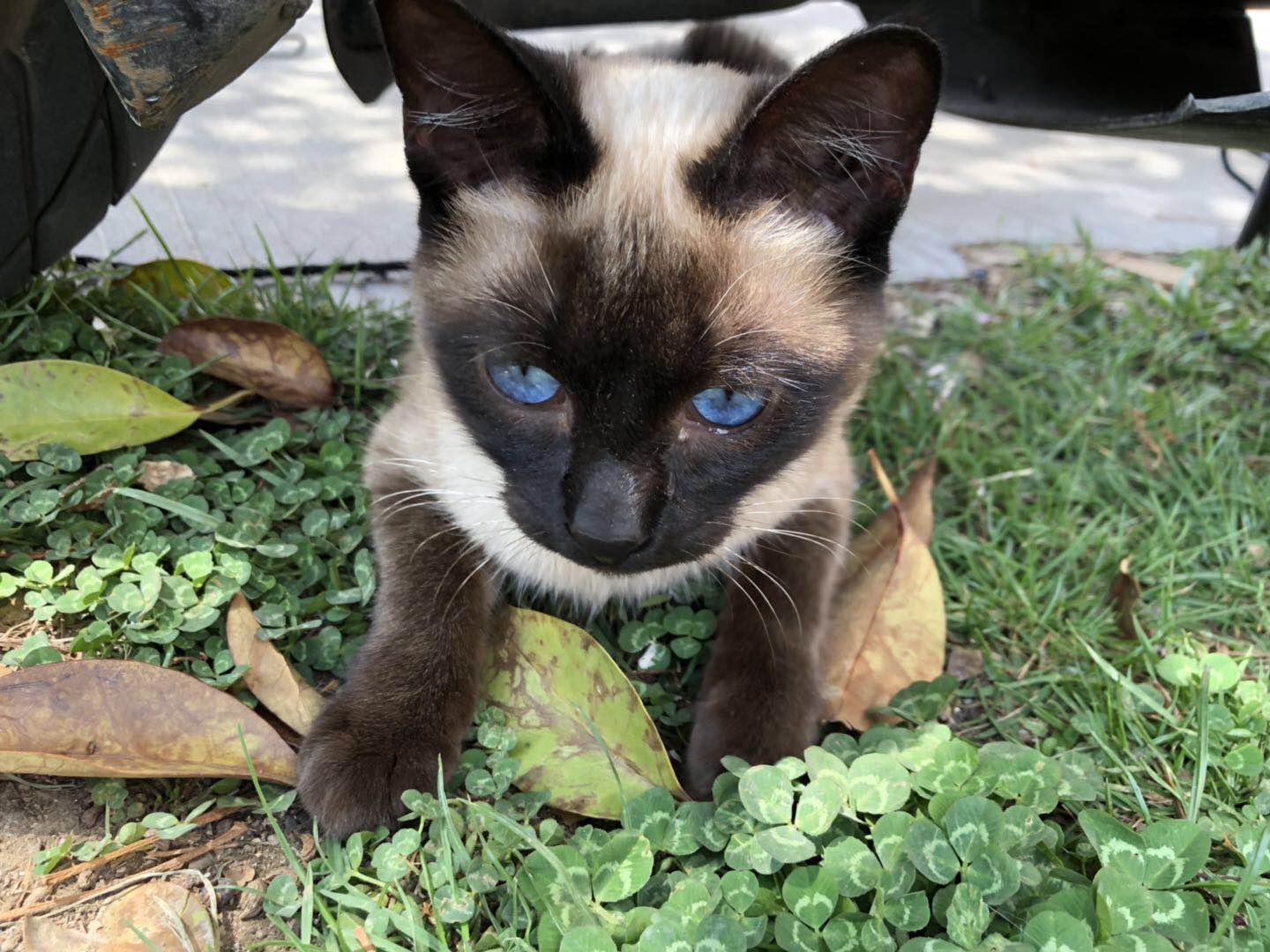 饲养暹罗猫“18”的经历，对它又爱又恨，虽顽劣成性却已爱之入骨