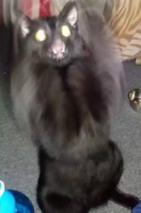 网友家的黑猫平日很正常，可一旦拍起动态照，就仿佛换了一只猫…