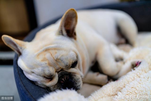 同样是狗，为什么法斗这么多人喜欢？宠主：其实就5点