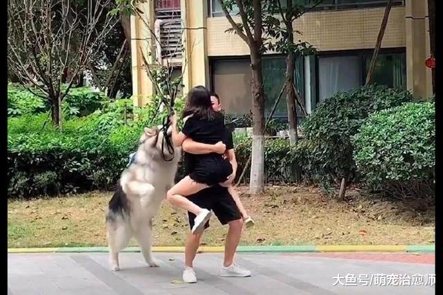 男主人出差回来后抱起老婆，阿拉斯加很委屈：你倒是看我一眼啊！