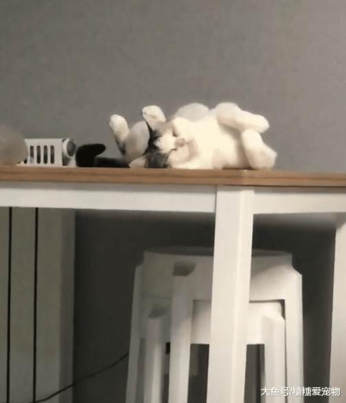 以为打瞌睡的大橘猫是亮点，没想到放大以后，后边才是真的亮点