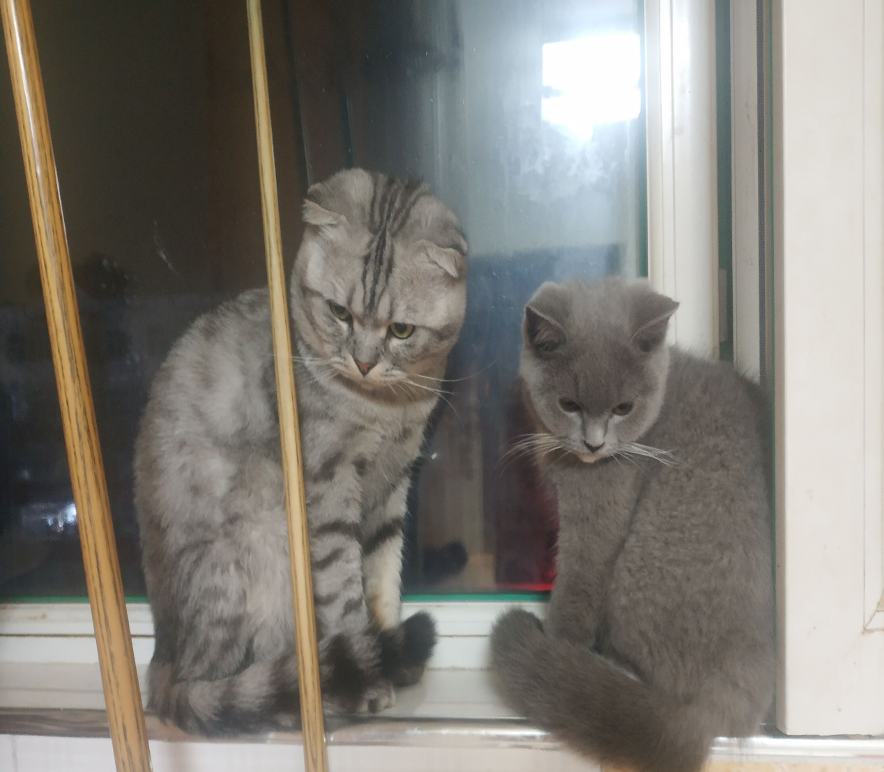 霸道猫咪与小迷猫的日常生活，童话里的故事现实上演，羡煞旁人！