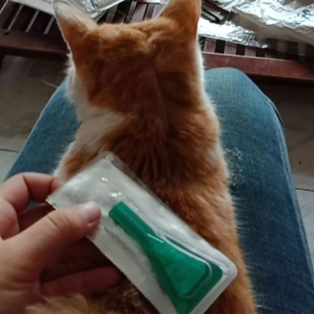 狗狗在家莫名染蟲，鏟屎官憂心寄生蟲危害，學會三點杜絕蟲害！